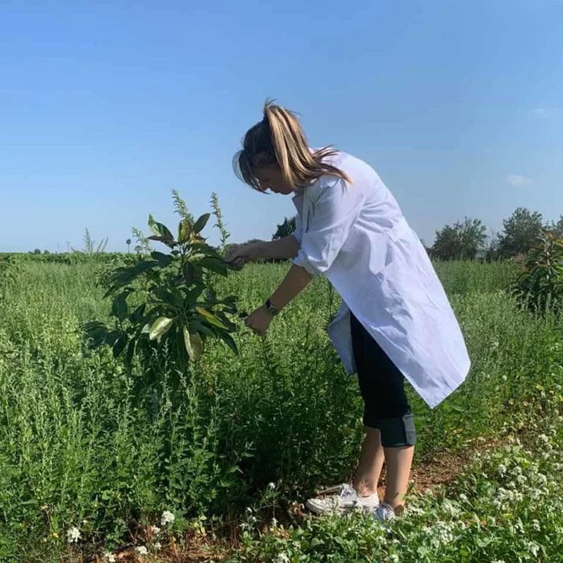 cultivo para fitoterapia